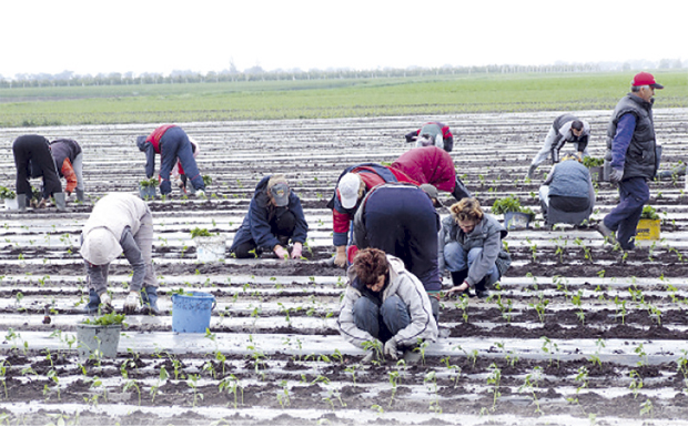 Више посла него сезонаца: У Бачкој ангажовано хиљаду надничара, а потребно их је бар још толико, ево колике су ЗАРАДЕ на српским пољима