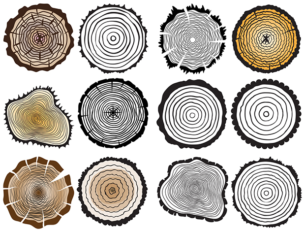 Тајни језик дрвећа: Штa откривају годови на стаблима?