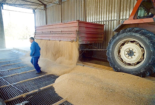 Продаја житарица убудуће само преко берзе: Нови закон уводи ред у трговању пољопривредним добрима