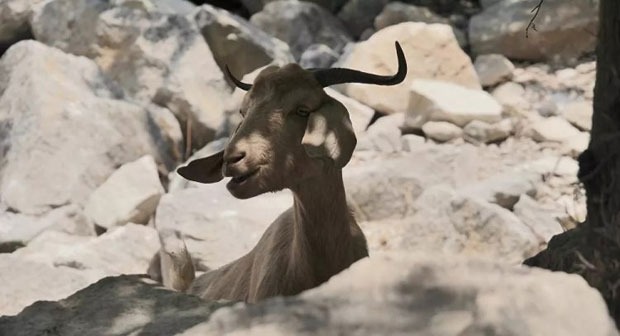 Британска војска на Кипру уништава усеве, побила хиљаде домаћих животиња, прети и заштићеним врстама