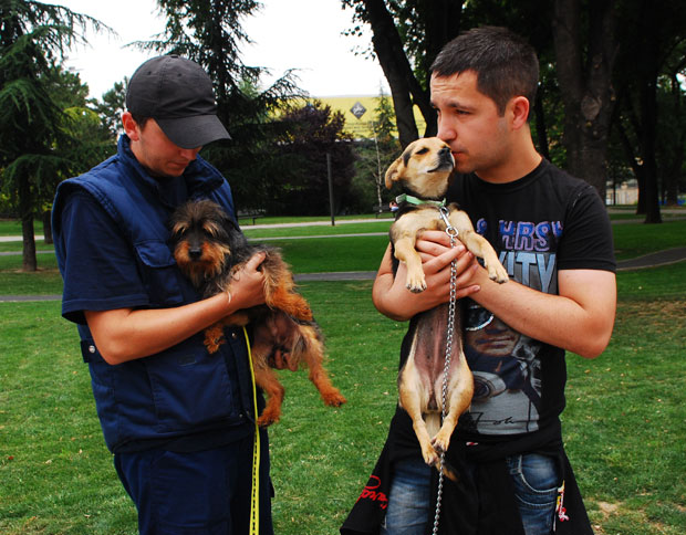 ЈКП Ветерина Београд упркос корони удомила 86 паса и мачака: Из азила у нови дом
