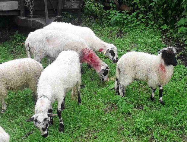 Стево прекида традицију дугу шест деценија: Шакали му заклали пола стада