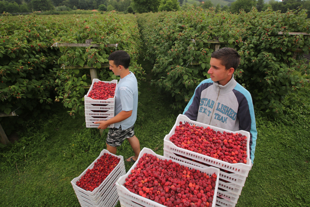 Србији од малина 250 милиона долара: Велика очекивања од бербе “црвеног злата”