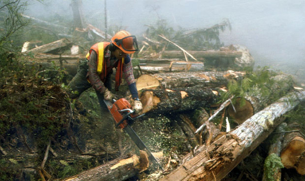 Препуцавање око експлоатације шума у Бијелом Пољу стигло до градоначелника: Шума и пут нестају, одговорних ни за лек