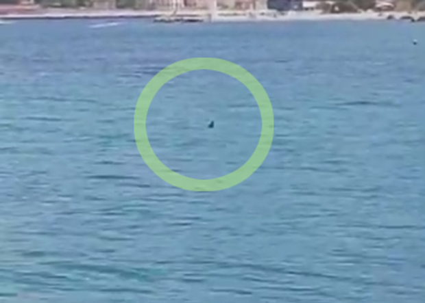  Ајкула виђена у плићаку на дубровачкој плажи, купачи преплашени (ВИДЕО)