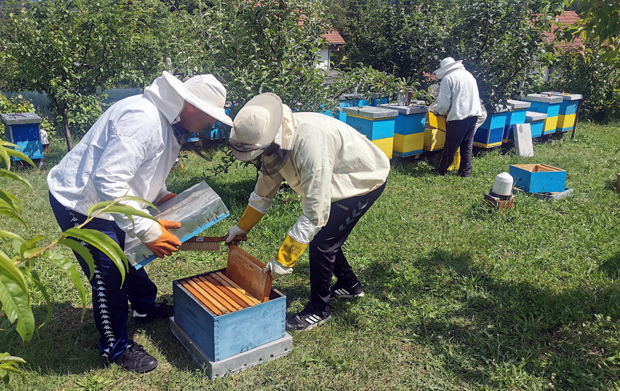 Помор у 60 кошница: Пестициди потровали пчеле у Слатини