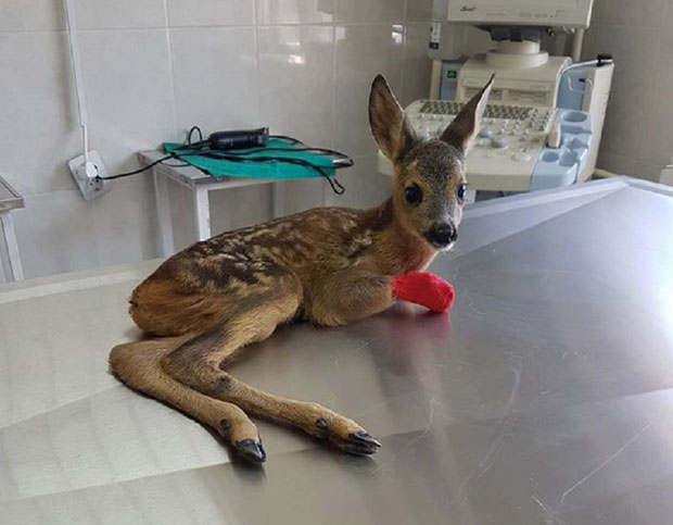 Ветеринар апелује на ратаре: Пажљиво косите ливаде, да ланад не остане БЕЗ НОГУ 