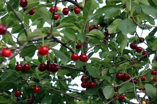 Воћари у Топличком округу забринути: Почела берба вишања, због повећане влаге квалитет рода слаб


