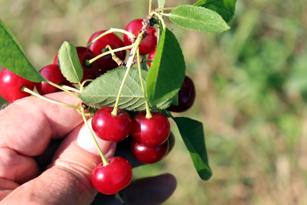 Откупна цена популарне сорте вишања 20 динара: Поједини воћари најавили да је неће ни брати
