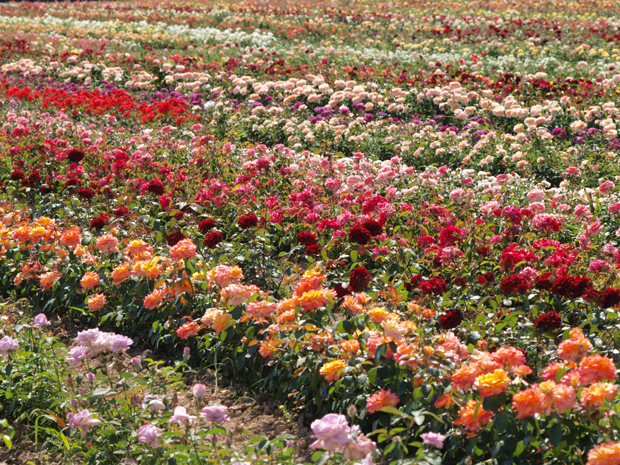 Овдашњи цвет извозе широм света, а успева да презими и у Сибиру: У Липолисту, најмириснијем селу у Србији (ФОТО)