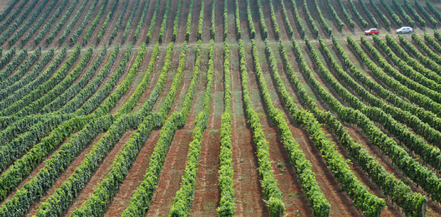 Чаробни укуси равнице