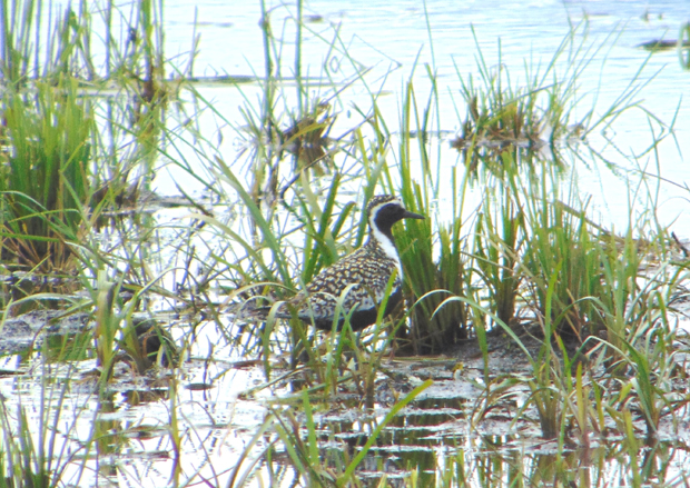 На Пештеру откривене нове врста птица: АЗИЈСКИ ЗЛАТНИ ВИВАК И БАРСКИ ПЕТЛИЋ