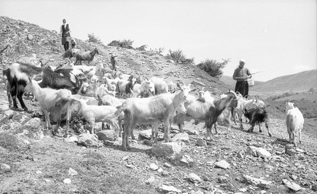 Рогама кожа отишла на шиљак: Како је осиромашен сточни фонд у Старом Влаху