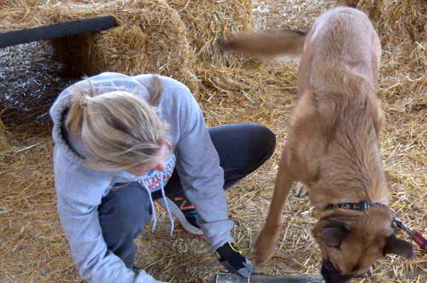 И кокери и ретривери против епидемије: Бундесвер обучава псе на препознавање короне