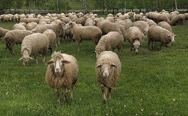 Министар Кара најавио прославу постављења на функцију, гостима месо 68 оваца