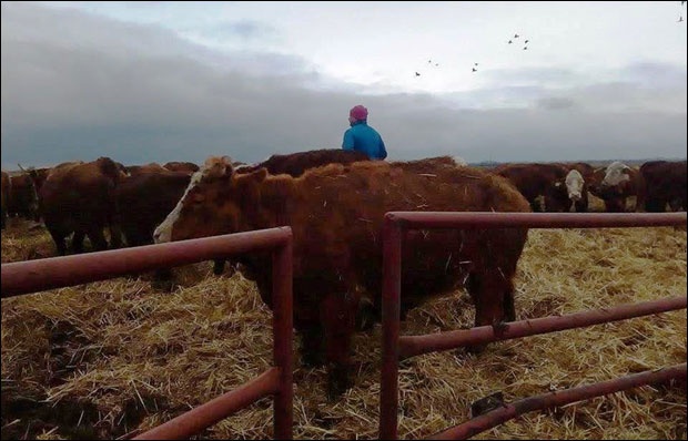 Турци у Добричеву сместили 600 јуница, граде Фабрику биомасе