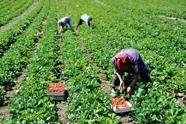 Софтвер за пријаву сезонаца почиње да ради 7. јануара