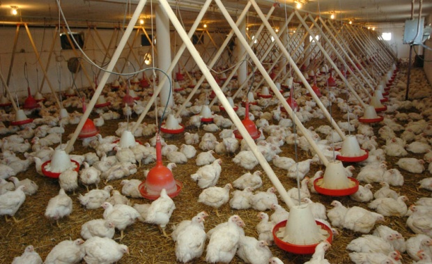 МХП инвестира 200 милиона евра у Перутнину Птуј