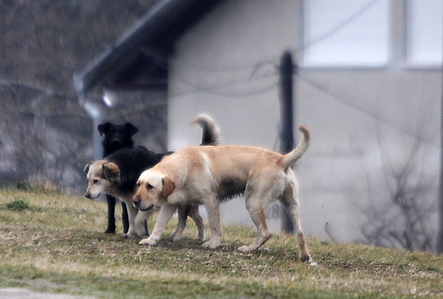 ПРИЈАВЕ ЗБОГ “УЈЕДА ПАСА”: Сами себе повређивали па су онда тужили град 