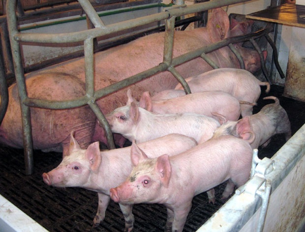 Црна Гора и БиХ забраниле увоз свњског меса из Србије због сумње на афричку кугу