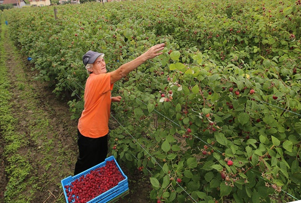 Малинари из западне Србије задовољни понуђеном ценом