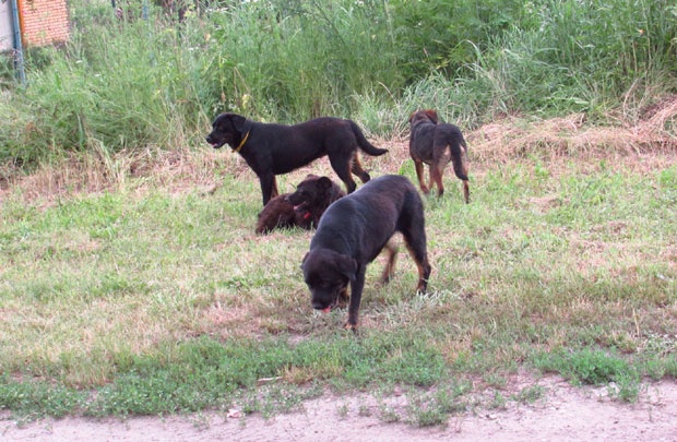 НАПАДА ПАСА ЛУТАЛИЦА: Изуједали жену са дететом у рукама