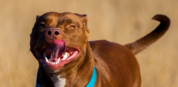 Плејбојева зечица показала стравичне ране: Њени питбулови је умало растргли, сломљене јој кости и покидани лигаменти (ВИДЕО) 