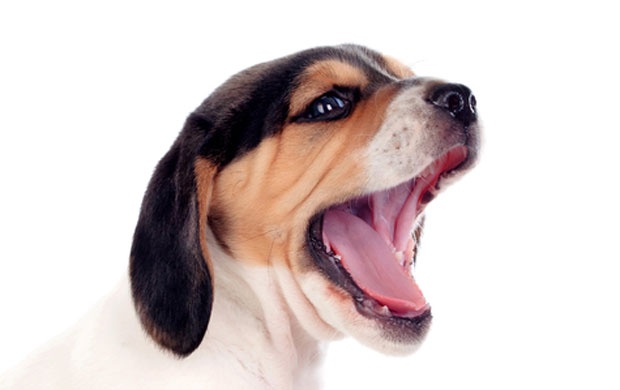 МУП потврдио: Љубимци ће моћи да се шетају и недељом ујутро