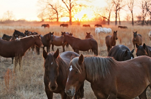 Људи у карантину, животиње на улицама: Корона вирус пореметио живот у градовима (ВИДЕО)
